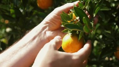 Olgun portakallar veya mandallar güneşli bir günde yemyeşil meyve bahçesinde sallanıyor taze organik narenciye meyveleri sulu vitaminler, tatlı ve lezzetli tropikal ekinler.