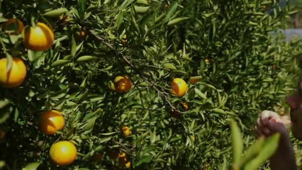 一个男人在郁郁葱葱的绿色花园里的树枝上闻到了新鲜成熟的橘子的香味 多汁的橙子挂在光滑的树叶之间 这证明了大自然的仁慈 — 图库视频影像