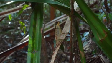 Vahşi doğada kurnaz bir kamuflaj. Kertenkele, orman habitatının yemyeşil yeşiliyle kusursuz bir şekilde harmanlanıyor. Doğadaki adaptasyon ve hayatta kalma stratejileri.
