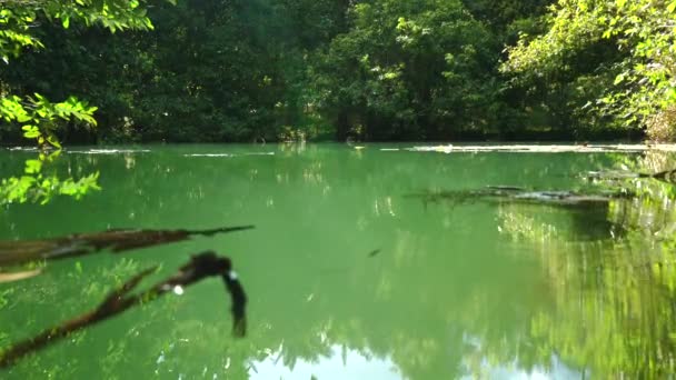 Etrafı Yemyeşil Yemyeşil Sularla Çevrili Sakin Orman Göleti Doğanın Sükunetini — Stok video