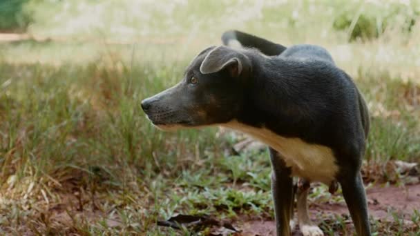 Smutny Pies Opuszczony Głodny Wędruje Polu Poszukiwaniu Miłości Potężne Wizualne — Wideo stockowe