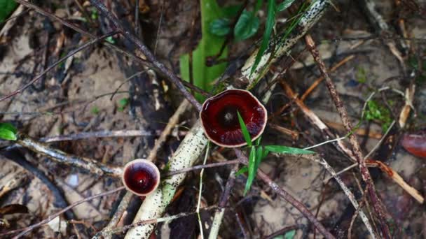 Plante Cruche Tropicale Dans Habitat Naturel Mettant Valeur Biodiversité — Video