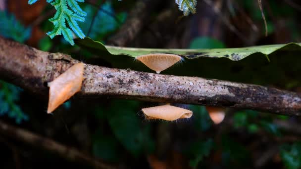 Μανιτάρια Αναπτύσσονται Πεσμένο Κλαδί Δέντρου Πυκνό Δάσος Φύση Και Οικοσυστήματα — Αρχείο Βίντεο
