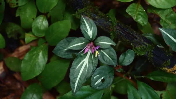 森の床に活発な葉と紫の花が付いている熱帯植物 フローラとエコロジー — ストック動画