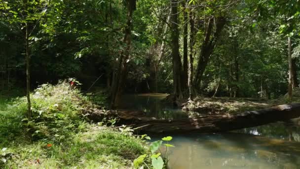 Tranquila Corriente Forestal Con Vegetación Natural Hábitat Vida Silvestre Conservación — Vídeo de stock