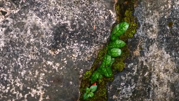 Πράσινο Φυτό Φυτρώνει Μέσα Από Ραγισμένο Τοίχο Συμβολίζοντας Την Ελπίδα — Αρχείο Βίντεο