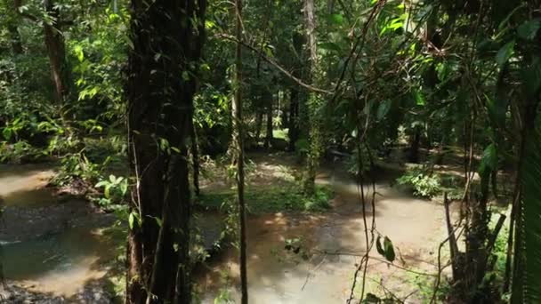 Floresta Tropical Exuberante Com Riacho Sereno Ambiente Natural Ecologia — Vídeo de Stock