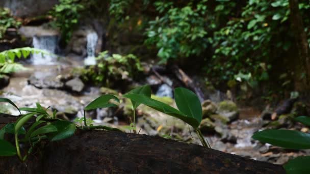 Escena Bosque Tropical Con Cascada Pequeña Frondoso Follaje Naturaleza Tranquilidad — Vídeos de Stock