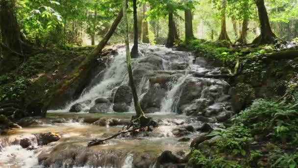 Cascada Cascada Exuberante Bosque Verde Naturaleza Tranquilidad — Vídeo de stock