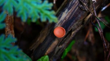 Vibrant orange fungus growing on decaying log in forest. Nature and ecology.
