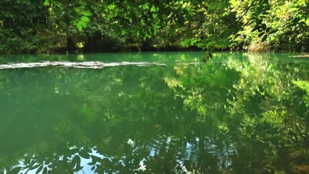 Tranquil Freshwater Pond Surrounded Lush Foliage Reflecting Vibrant Greenery Peaceful — Wideo stockowe