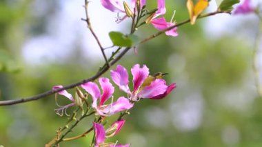 Güneş kuşu canlı pembe çiçeklerle dallara tünemişti. Doğa ve vahşi yaşam.