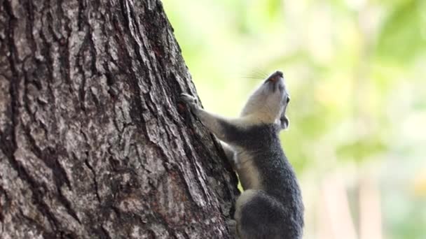 Esquilo Ascendente Tronco Árvore Habitat Natural Vida Selvagem Natureza — Vídeo de Stock