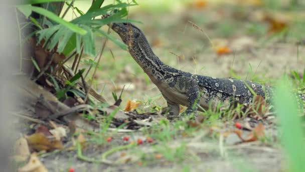 用热带树叶监测自然栖息地的蜥蜴 野生生物与自然 — 图库视频影像