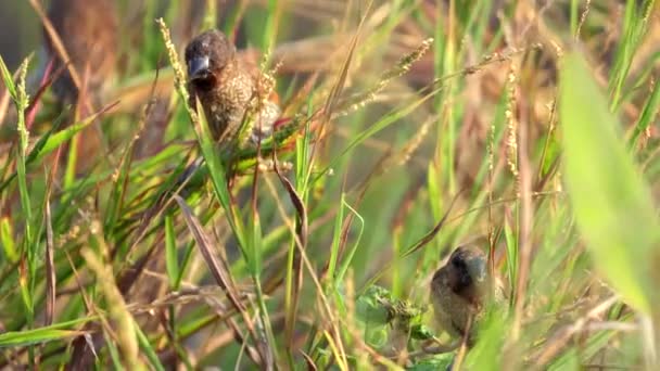 Scaly Breasted Munia Birds Perched Amidst Green Foliage Wildlife Nature — Stock Video