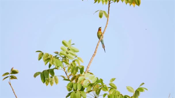 青空に向かって枝に覆われたビー イーターの鳥 野生生物と自然 — ストック動画