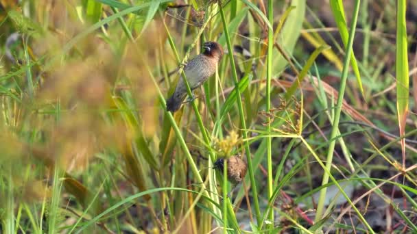Bird Perched Natural Habitat Green Foliage Wildlife Environment — Stock Video