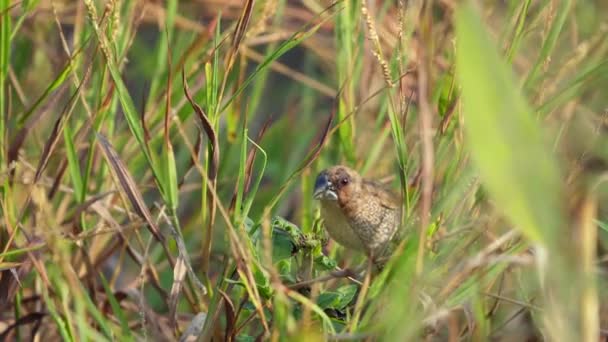 Curious Sparrow Hiding Grassy Field Wildlife Nature — Stock Video