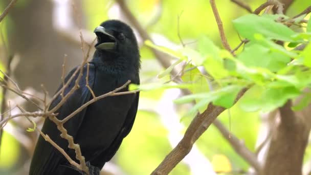 Cuervo Negro Posado Rama Hábitat Natural Vida Silvestre Aves — Vídeo de stock