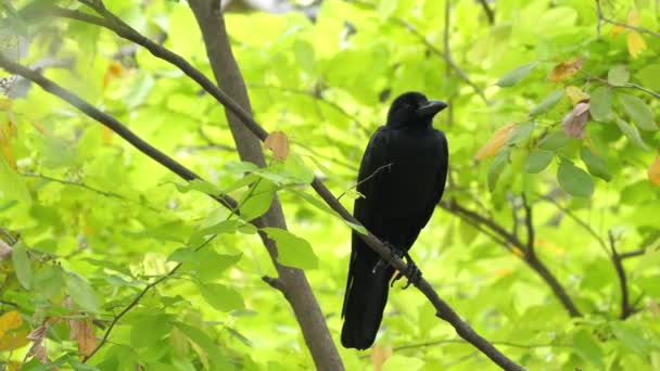 Black Crow Perched Branch Green Foliage Wildlife Nature — Stock Video