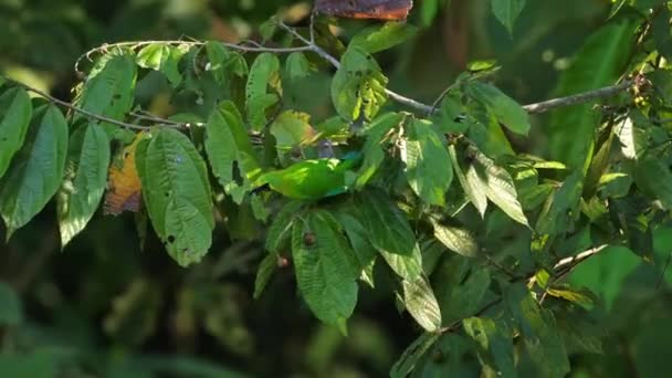 Tropikal Yaprakların Arasında Kamufle Olmuş Yeşil Papağan Vahşi Yaşam Doğa — Stok video