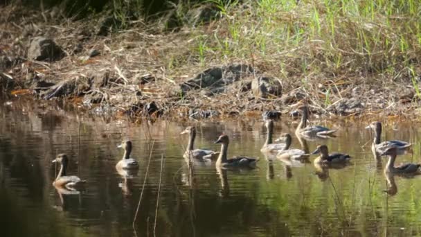 Patos Garzas Por Agua Hábitat Natural Vida Silvestre Naturaleza — Vídeos de Stock