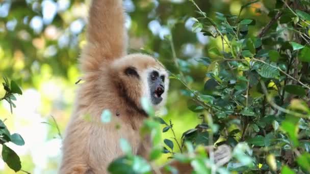 Gibbon Atteignant Les Feuilles Dans Habitat Forestier Luxuriant Faune Nature — Video