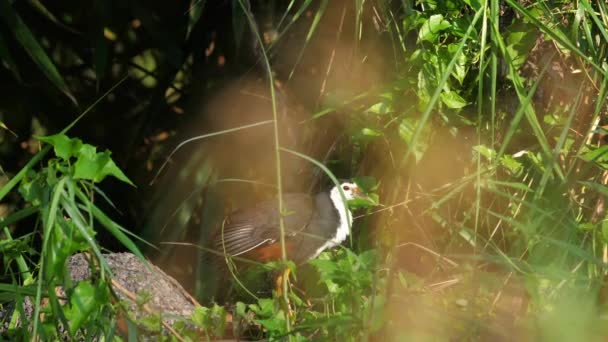 Uccello Dalla Gola Bianca Appollaiato Dall Acqua Mezzo Verde Fauna — Video Stock