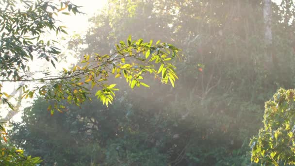 Солнечный Свет Проникает Сквозь Деревья Туманным Утром Природа Спокойствие — стоковое видео