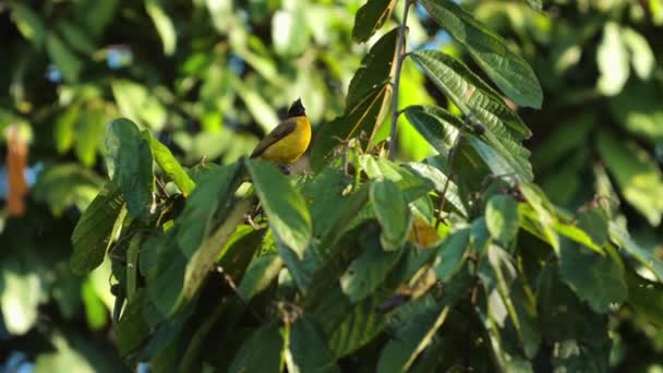 Lebendiger Tropischer Vogel Der Zwischen Sattgrünen Blättern Thront Wildtiere Und — Stockvideo