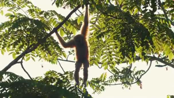 Orangutan Houpe Mezi Větvemi Stromů Bujném Lese Divoká Příroda Ochrana — Stock video