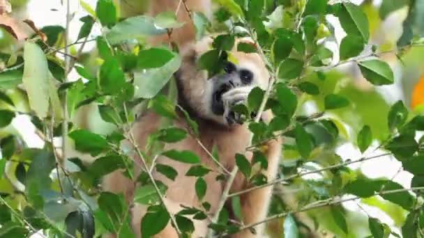 Gibbon Yemyeşil Doğal Yaşam Alanının Ortasında Vahşi Yaşam Koruma — Stok video