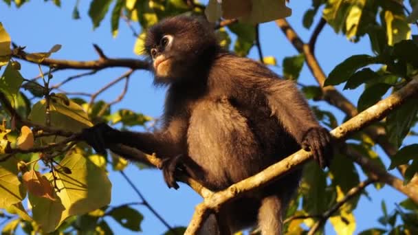 在自然栖息地的树枝上栖息着一只目光炯炯 憔悴的猴子 野生生物与自然 — 图库视频影像