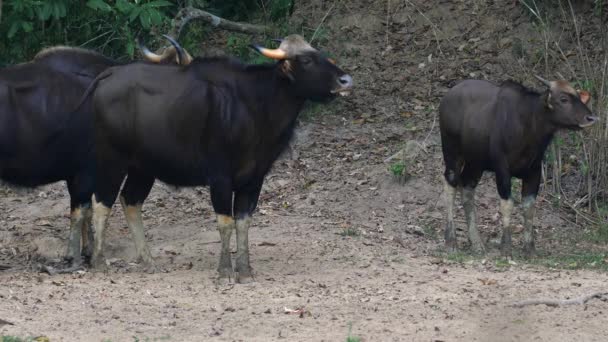 Einheimische Wasserbüffelherden Ländlicher Landschaft Landwirtschaft Und Viehzucht — Stockvideo