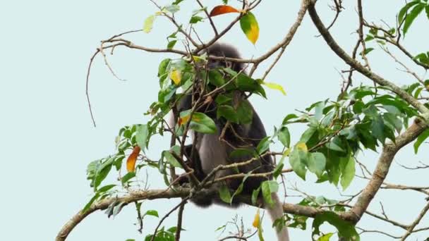 Dämmerung Blatt Affe Hockt Auf Zweigen Seinem Natürlichen Lebensraum Wildtiere — Stockvideo