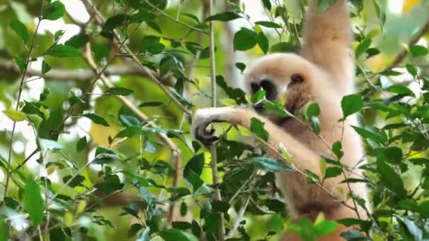 Gibbon Tra Fogliame Verde Habitat Naturale Fauna Selvatica Conservazione — Video Stock