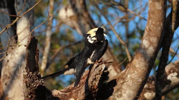 Orientalny Pied Hornbill Usiadł Drzewie Naturalnym Środowisku Dzika Przyroda Ochrona — Wideo stockowe