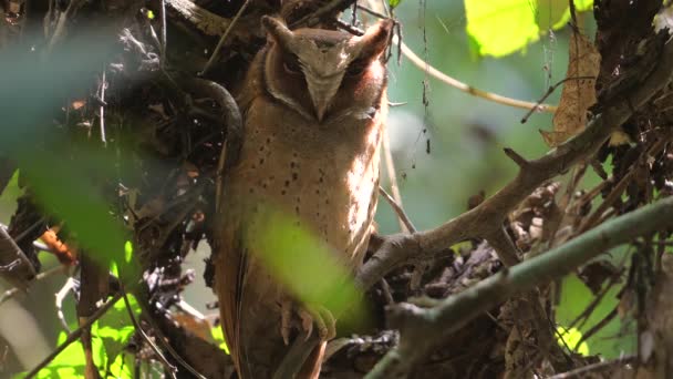 Oriental Bay Owl Σκαρφαλωμένο Διακριτικά Μεταξύ Πυκνό Φύλλωμα Άγρια Ζωή — Αρχείο Βίντεο