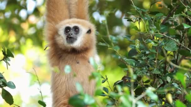 Gibbon Een Natuurlijke Habitat Tussen Weelderig Groen Bedreigde Soorten Het — Stockvideo