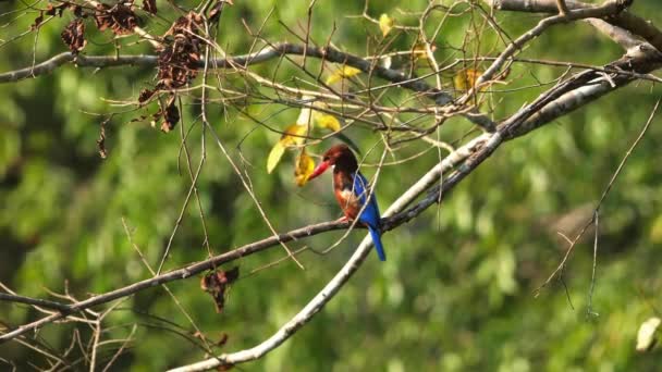 Kingfisher Egy Ágon Ült Természetes Élőhelyen Vad Természetfotózás — Stock videók