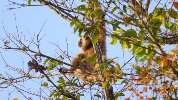 森林のキャノピーに囲まれた猿がベリーを食べる 野生生物と自然 — ストック動画