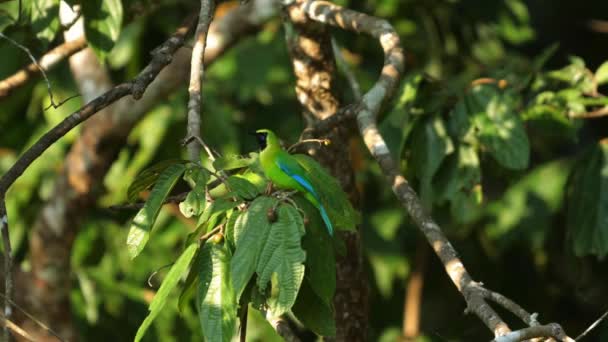 Grünkrönender Brillanter Kolibri Der Natürlichem Lebensraum Hockt Wildtiere Und Natur — Stockvideo