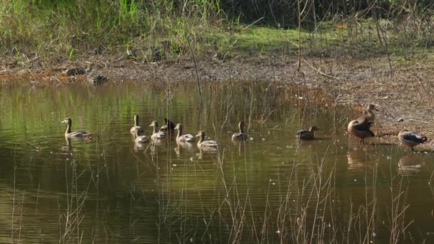 鸭子和小鸭在宁静的池塘里和平地游泳 野生生物与自然 — 图库视频影像