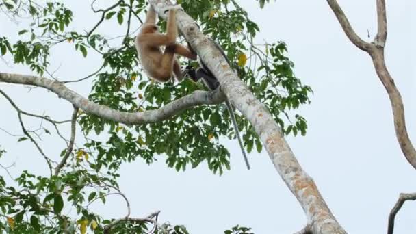 Opice Bojující Stromech Přírodním Prostředí Divoká Příroda Příroda — Stock video