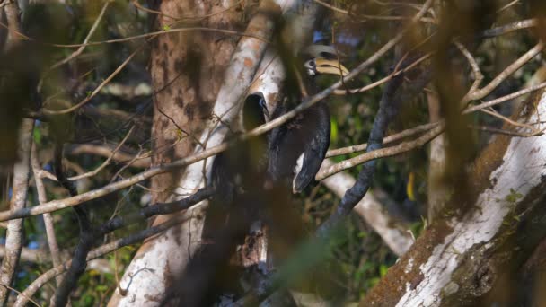 Hornbill Empoleirado Meio Folhagem Densa Habitat Natural Vida Selvagem Conservação — Vídeo de Stock