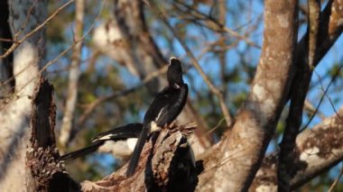 Oriental Pied Hornbill doğal ortamdaki ağaç dalına tünemişti. Vahşi yaşam ve doğa.