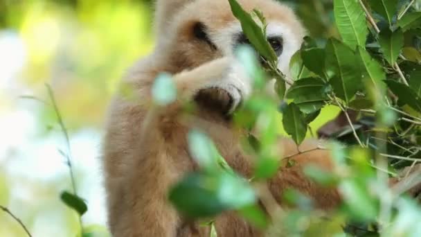 Óriás Panda Kölyök Játszik Zöld Lombozat Között Természetes Élőhelyen Veszélyeztetett — Stock videók