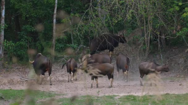 Herd Bison Running Forest Clearing Wildlife Nature — Stock Video
