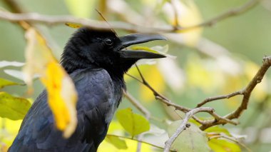 Karga doğal ortamdaki dala tünemiş. Vahşi yaşam ve kuşlar.