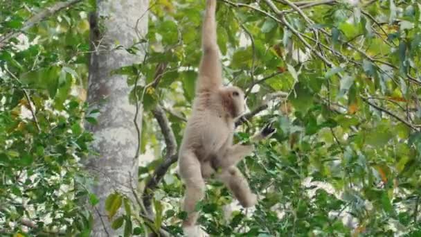 Gibbon Elegantně Houpe Mezi Stromy Přírodním Prostředí Ochrana Přírody — Stock video
